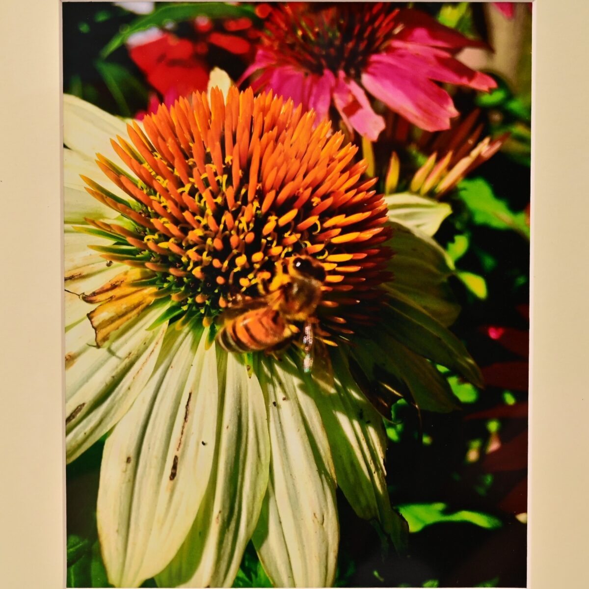 MICHAEL RAY Original Vintage Signed Honey Bee Floral Still Life Photograph Print