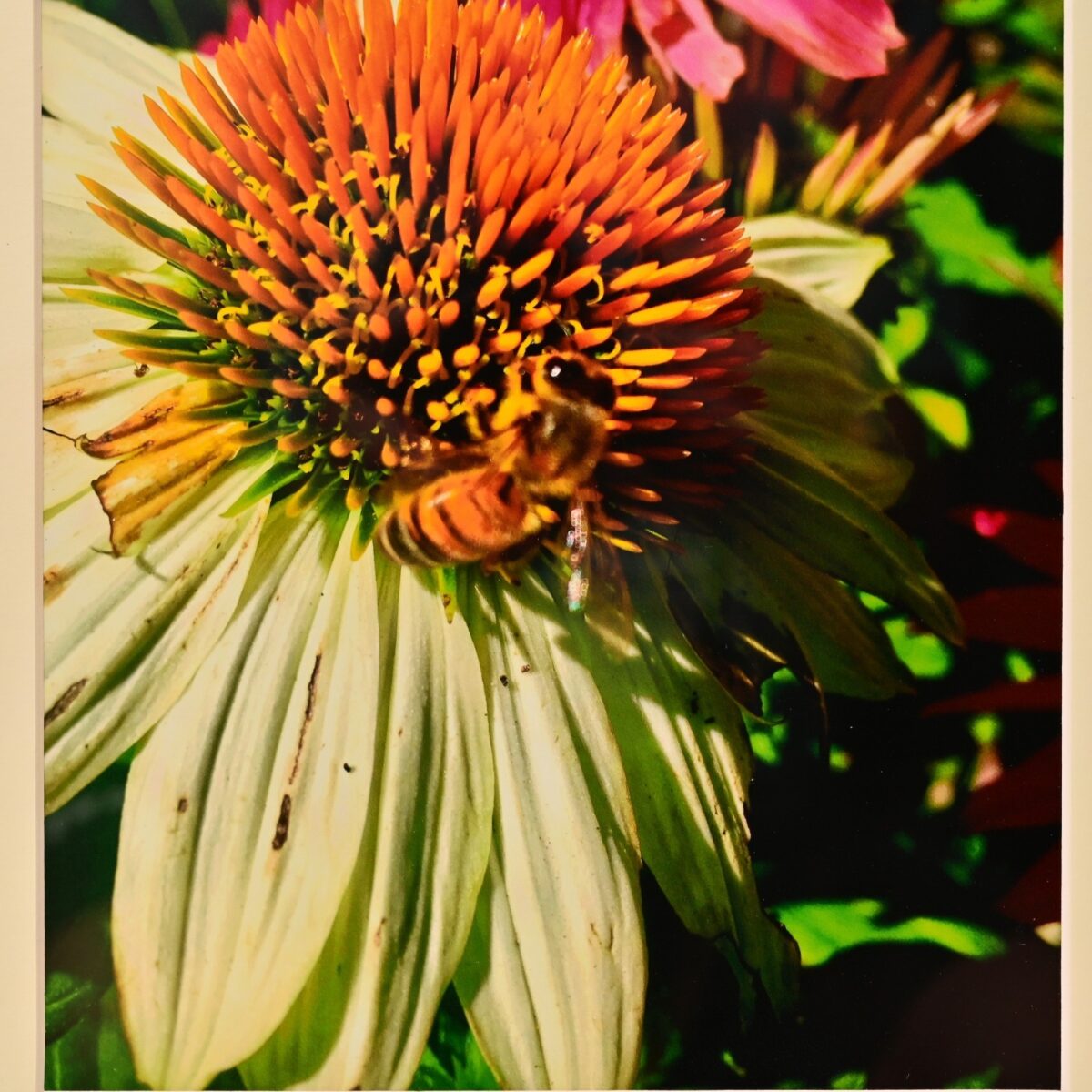 MICHAEL RAY Original Vintage Signed Honey Bee Floral Still Life Photograph Print