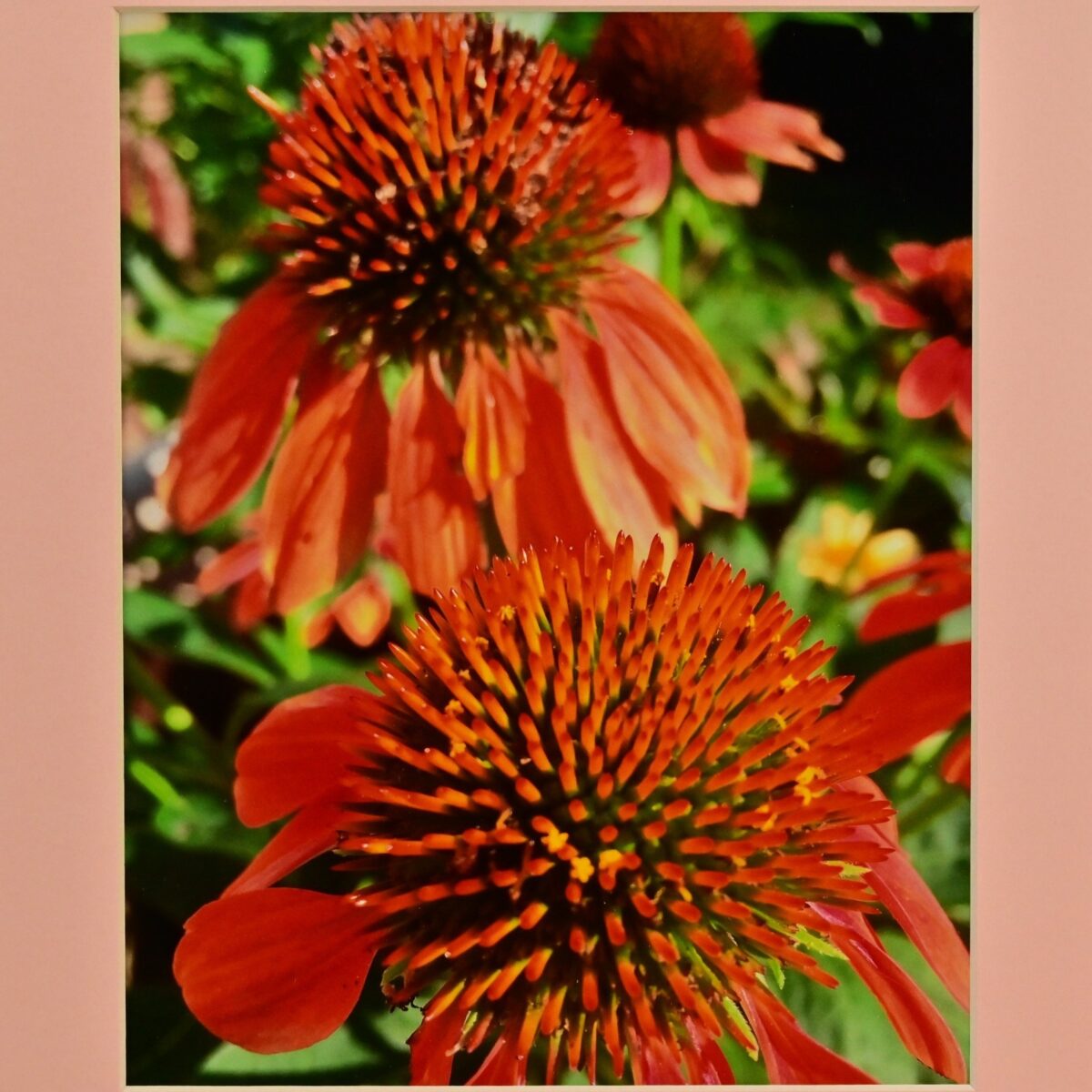 MICHAEL RAY Original Vintage Signed Long Island NY Floral Still Life Photograph